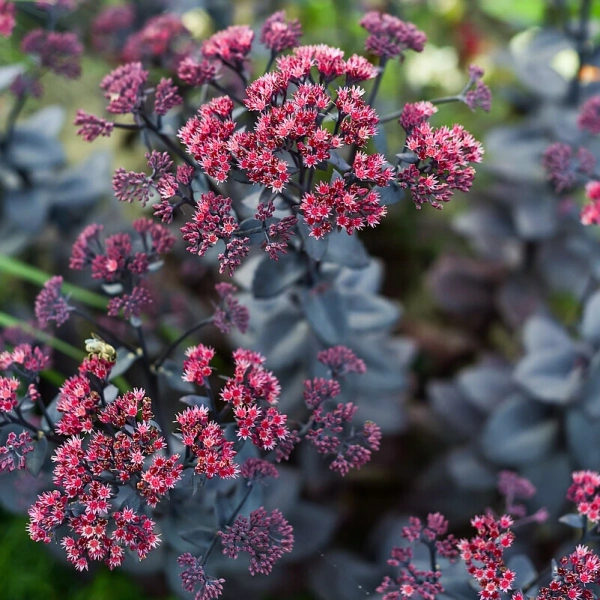 Rozchodnik 'Oriental Dancer' – Sedum, Hylotelephium sadzonka